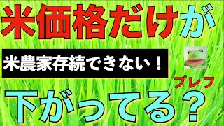 米価格だけが下がってる？何故？米農家が！プレフ [upl. by Magree]