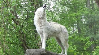 What 30 Wolves Howling Sounds Like [upl. by Rostand]