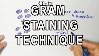 Gram Staining  Mechanism amp Procedure [upl. by Yssim]