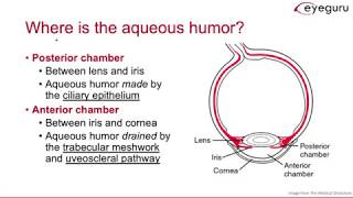 41 Aqueous Humor Pathway [upl. by Sholem]