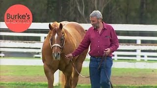 Burkes Backyard American Quarter Horse Road Test [upl. by Lienad]