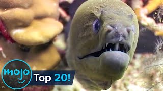 Top 20 Most Dangerous Ocean Creatures in the World [upl. by Jessi93]