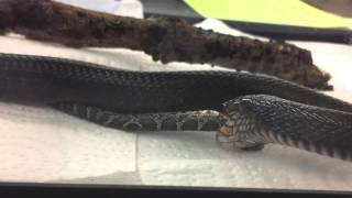 Indigo snake eating a black racer [upl. by Ninehc40]