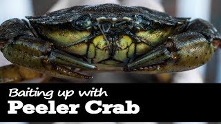 How to Bait up with Peeler Crab for Fishing [upl. by Ansev]