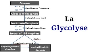 La Glycolyse [upl. by Chandal859]