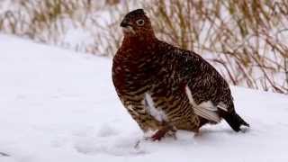 Vocalizing Willow Ptarmigan Toolik Lake [upl. by Hinch]