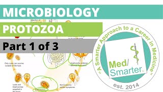 Protozoa  Microbiology  USMLE STEP 1  Part 1 of 3 [upl. by Akisey]