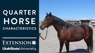 Quarter Horse Characteristics [upl. by Marijane]