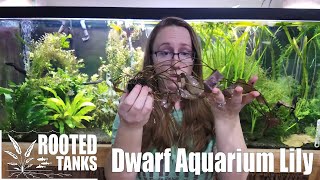 Plant Spotlight  Dwarf Aquarium Lily [upl. by Tessie]