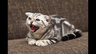 Cats Who Are Extremely Angry PART 2 A Compilation [upl. by Deering411]