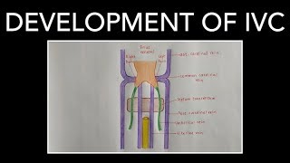 DEVELOPMENT OF INFERIOR VENA CAVA [upl. by Znarf893]