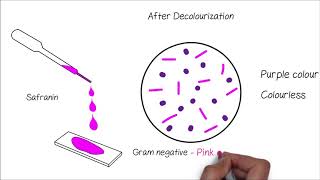 Grams Staining [upl. by Namajneb]