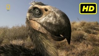 Depredadores Prehistóricos 2007  2009 quotLas Aves del Terrorquot National Geographic HD [upl. by Mauve]