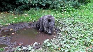 5 month old Bouvier Des Flandres Puppy [upl. by Brackely]