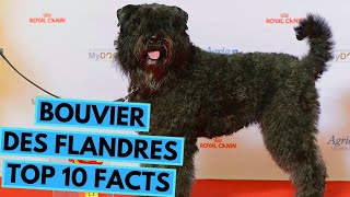 Bouvier des Flandres  TOP 10 Interesting Facts [upl. by Silvester]