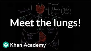 Lung Exercises How And Why We Breathe [upl. by Arahset]