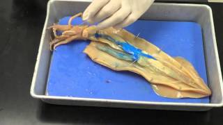 Squid dissection [upl. by Scarrow]