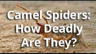 GIANT CAMEL SPIDERS The Truth About These MASSIVE Spiders [upl. by Anerhs]