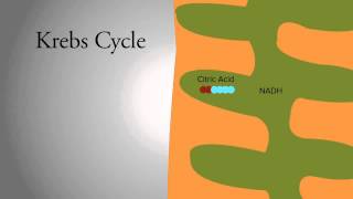 Krebs Cycle [upl. by Artimas]