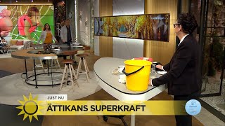 Marlene visar upp ättikans superkraft  Nyhetsmorgon TV4 [upl. by Halden]