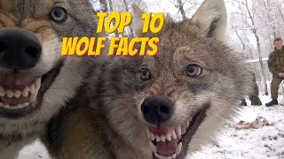 TOP 10 WOLF FACTS  EVERYTHING YOU EVER WANTED TO KNOW ABOUT WOLVES [upl. by Irim]