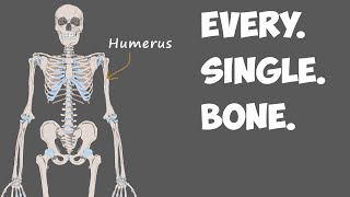 Every Bone in the Human Body [upl. by Ecenahs]