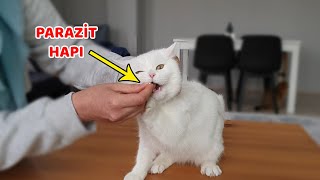 KEDİLER İÇİN EVDE İÇDIŞ PARAZİT UYGULAMASI 1 Yıllık Aşılarını Toplu Aldık [upl. by Freud]