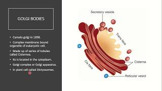 Biology  Golgi Apparatus  Structure and Function of Golgi Body [upl. by Myrle]