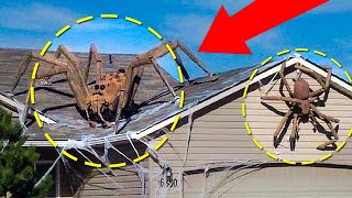 Real Giant Spiders Caught On Camera amp Spotted In Real Life [upl. by Keven696]