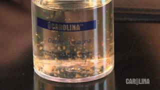 How to Care for Daphnia [upl. by Tay]