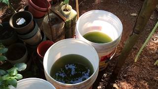 How to grow Green Water Algae [upl. by Rosalinda]