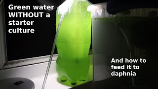 Green Water WITHOUT a Starter Culture  From Scratch  How To [upl. by Shiroma]