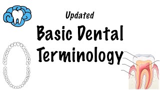 Basic Dental Terminology  UPDATED [upl. by Tamaru]