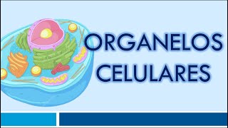 ORGANELOS CELULARES Organelos Membranosos [upl. by Oileduab]