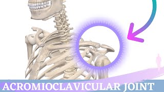 Acromioclavicular Joint Movement  Shoulder Anatomy amp Kinesiology [upl. by Lopes540]