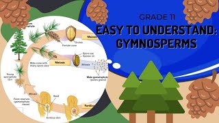 Gymnosperms [upl. by Eniarda]