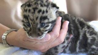 Newborn Clouded Leopard Cubs  1 month old [upl. by Roeser]