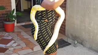 Zodwa Wabantu dancing with a snake [upl. by Dera510]