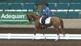 Jeremy Steinberg Can Your Quarter Horse Do Grand Prix Dressage [upl. by Enetsirhc]