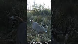 Beautiful Canadian Whitetail Buck [upl. by Rist]