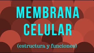 MEMBRANA CELULAR estructura y funciones [upl. by Richardo]