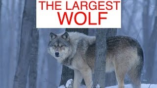 The Largest Wolves In The World Compilation 1 [upl. by Bonnette961]