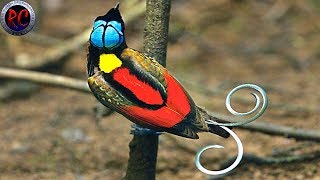 TOP 10 AVES EXÓTICAS más BONITAS y HERMOSAS del MUNDO [upl. by Anreval]