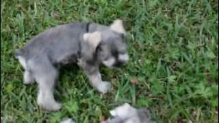 Mini Schnauzer Puppies Playing in Backyard [upl. by Shulman619]