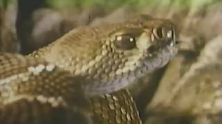 Reptiles y anfibios  National Geographic 1989 [upl. by Lectra]