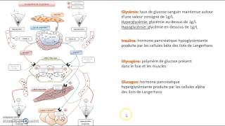 Régulation de la glycémie [upl. by Gery]