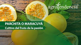 Parchita o Maracuyá Cultivo del fruto de la pasión [upl. by Corder284]