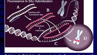 GENETIQUE Hybridation moléculaire et sondes [upl. by Aihtak]