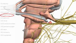 Cranial Nerves Basics  3D Anatomy Tutorial [upl. by Hitt]