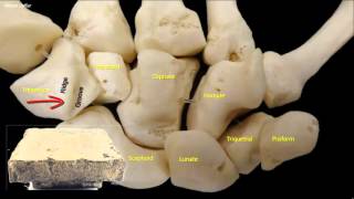 Osteology of the hand [upl. by Nnayram]